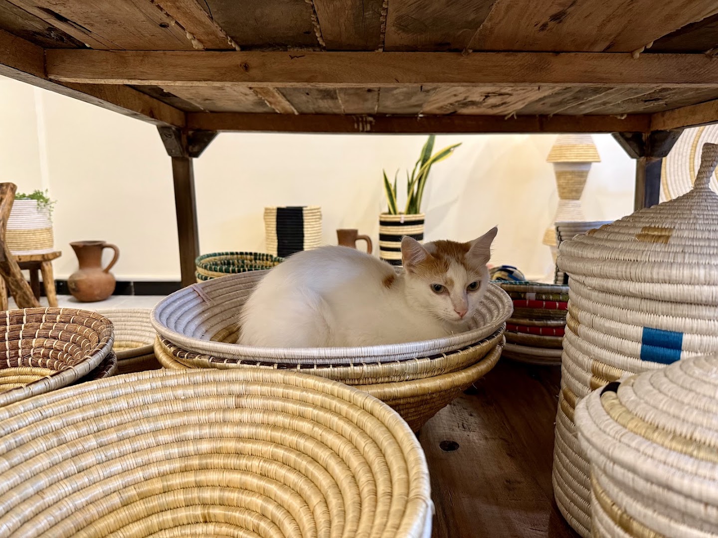 WomenCraft: cat highlights shop products well