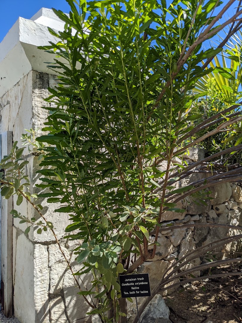 Turks and Caicos National Museum (Providenciales): museum garden and exhibit