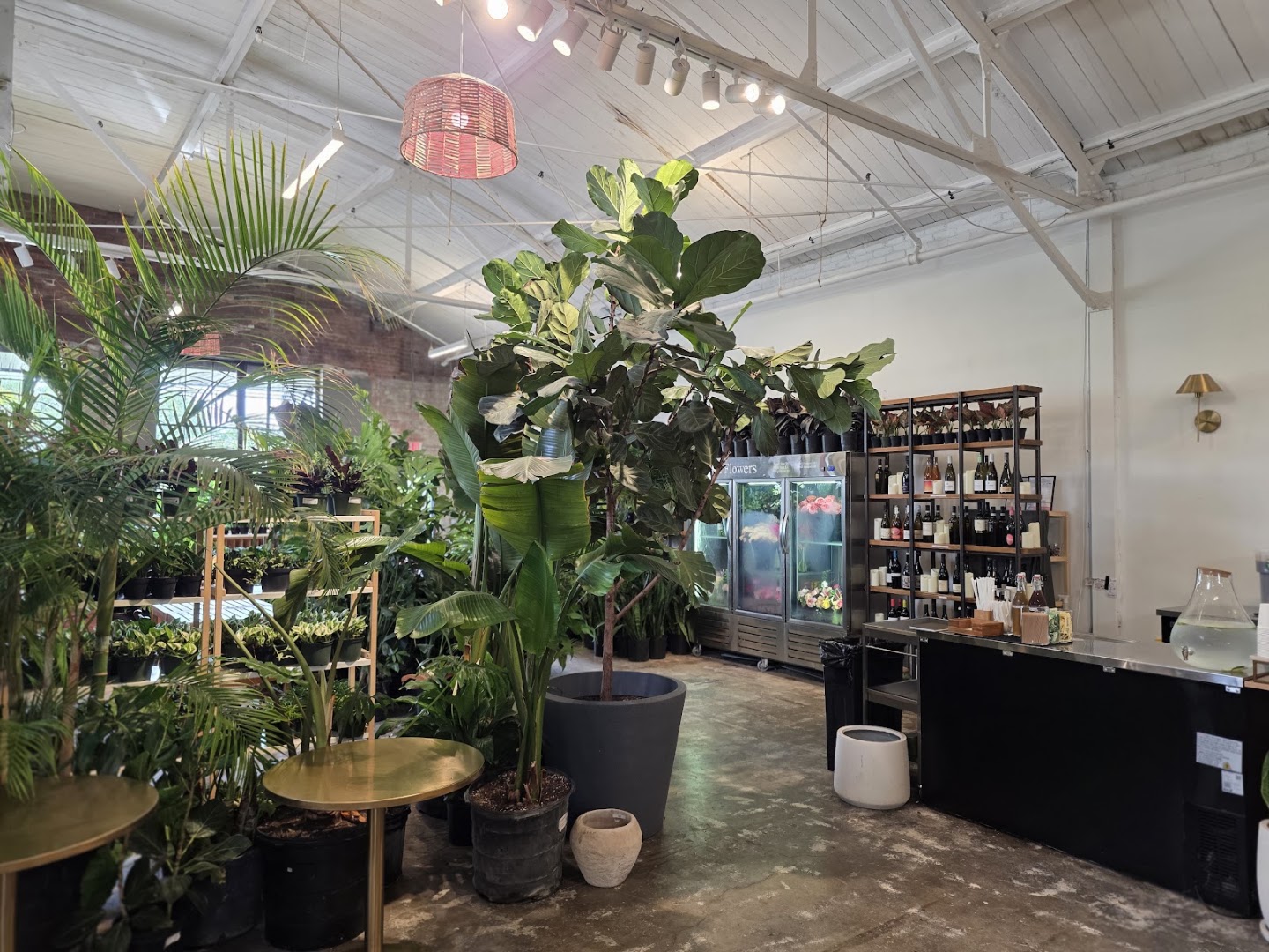 Eden Plant Co.: clear, inviting shop interior photo