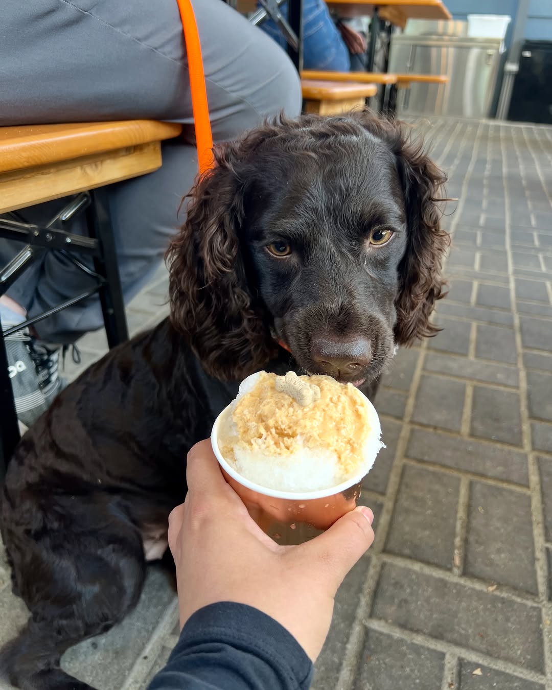 Streetcar Taps & Garden: cute dog enjoying a treat