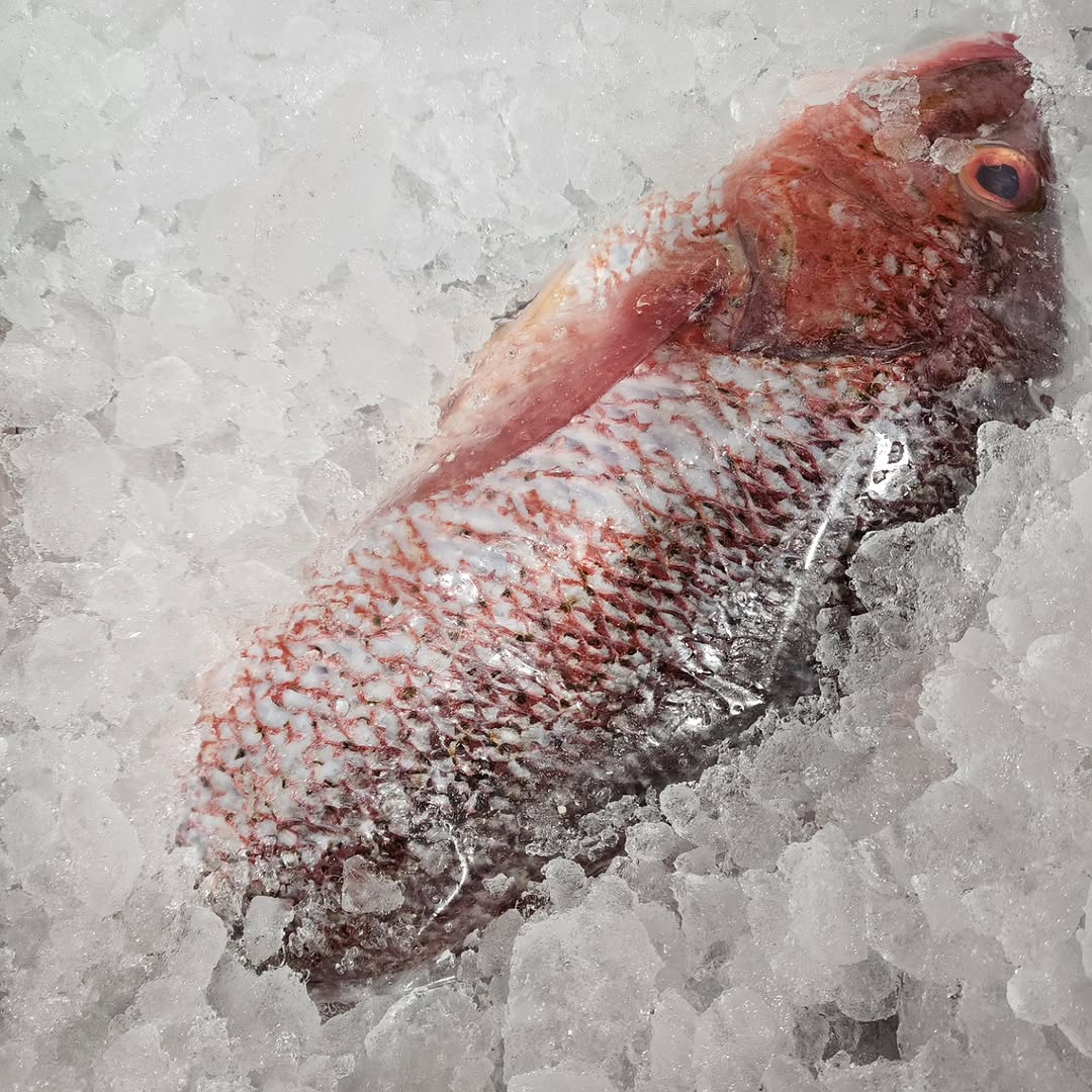 Padrona: high quality fresh fish display