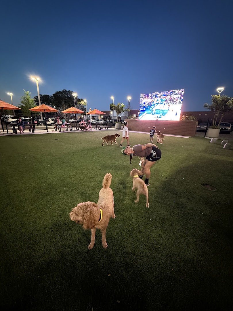 Dougie's Dog Bar: venue atmosphere and dogs