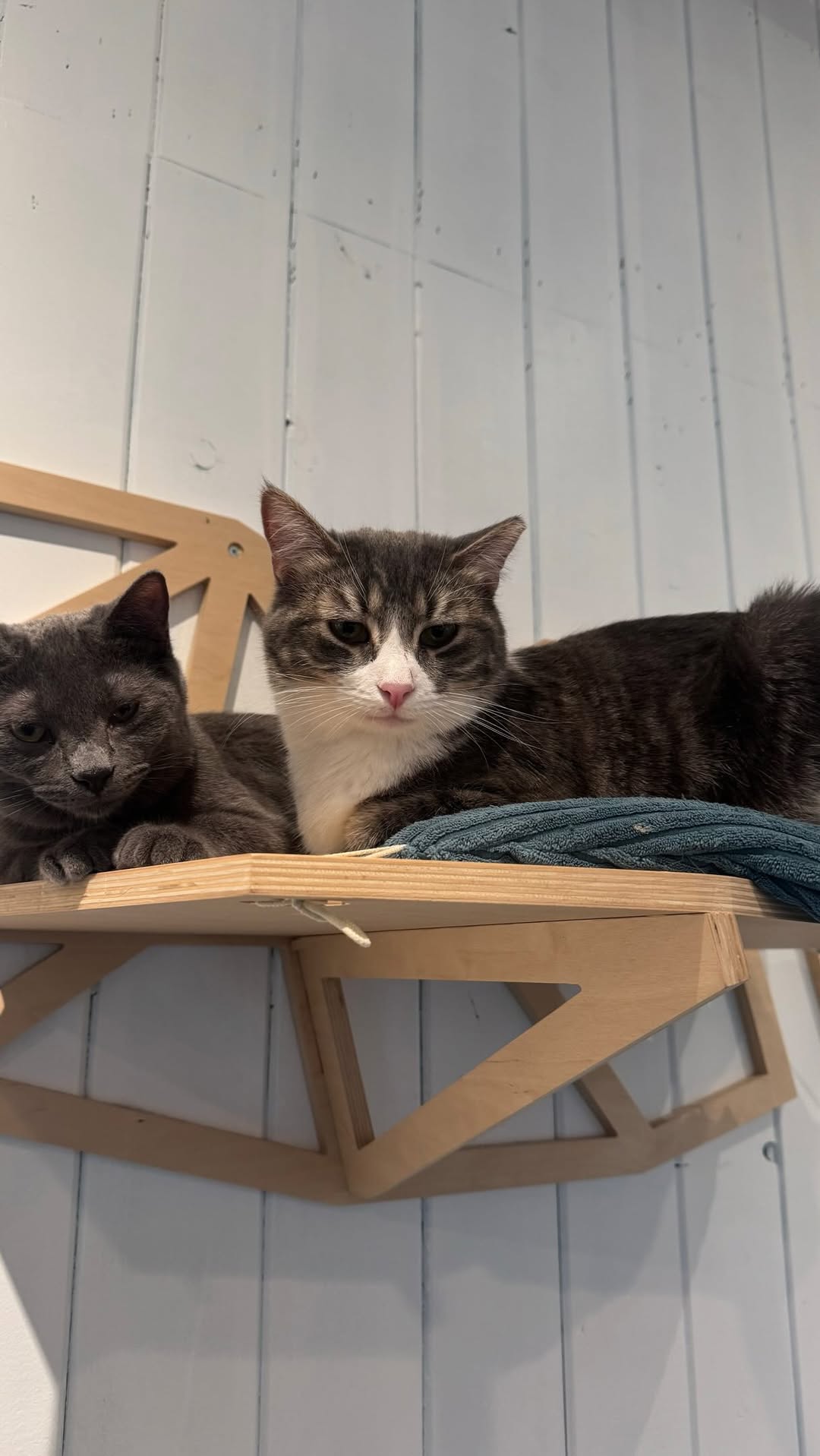 Santa Fe Cat Cafe: cats in the venue