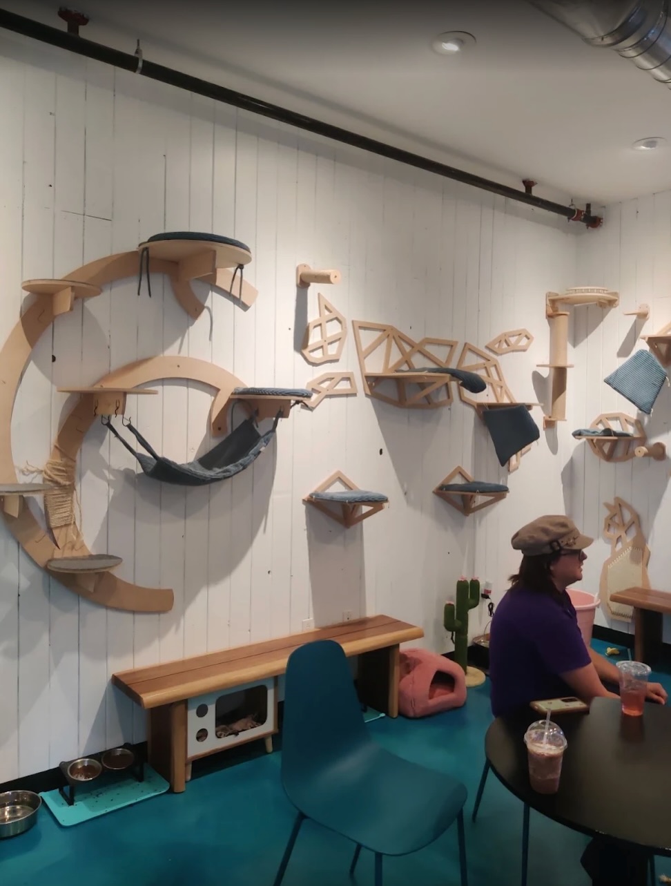 Santa Fe Cat Cafe: venue atmosphere and cats