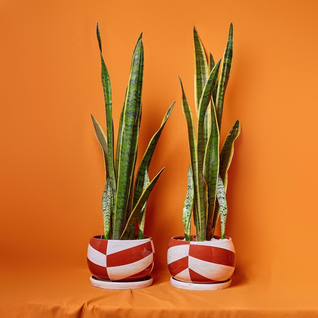 Wildflower Ceramics: professional product photography of shop items