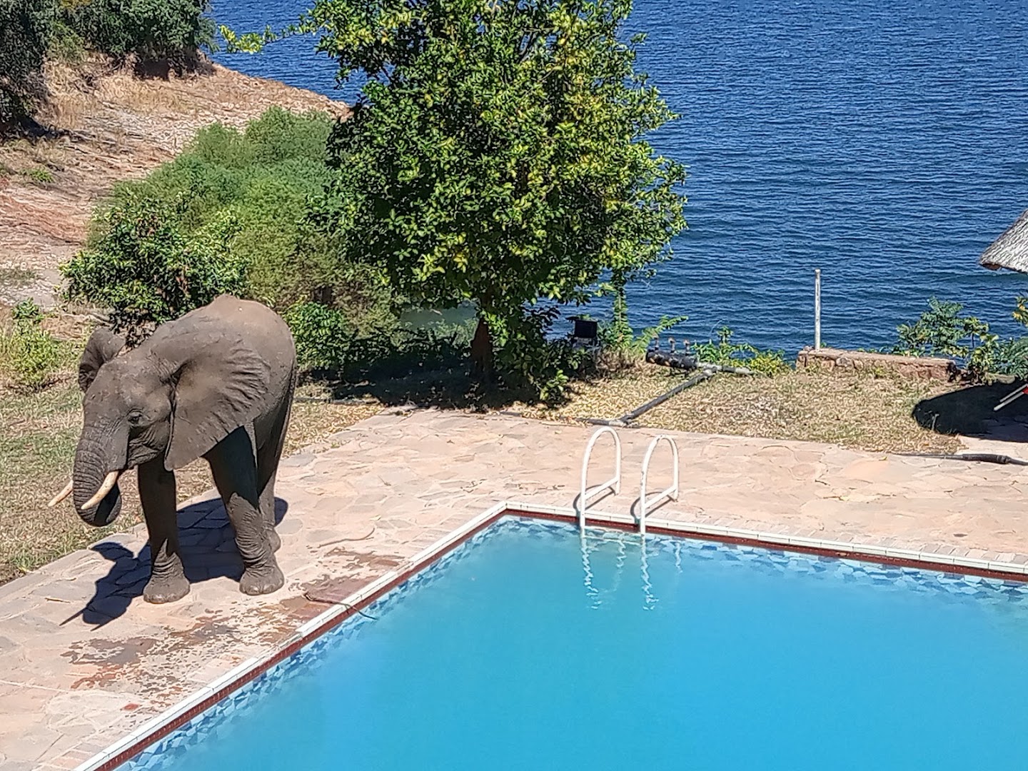 ZPC Social Club Kariba: attractive pool and lake view